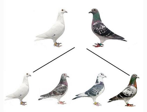 黑鸽子配白鸽子后代图 黑鸽子和白鸽子后代是什