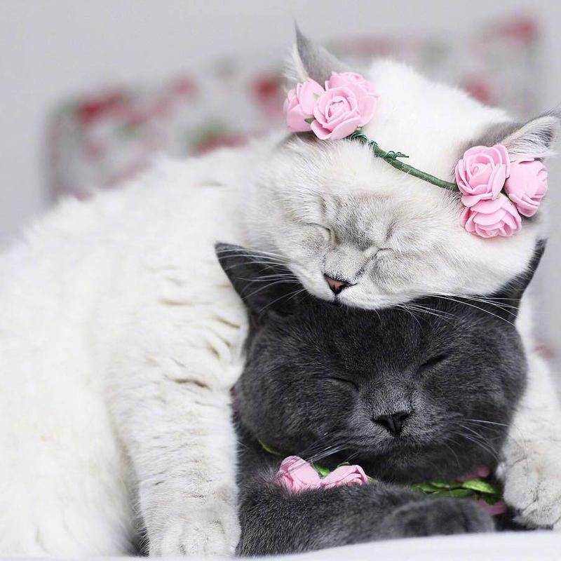 黑猫白猫情侣头像