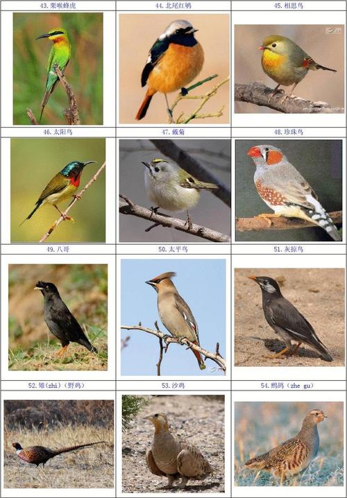 鸟类大全图片及名称