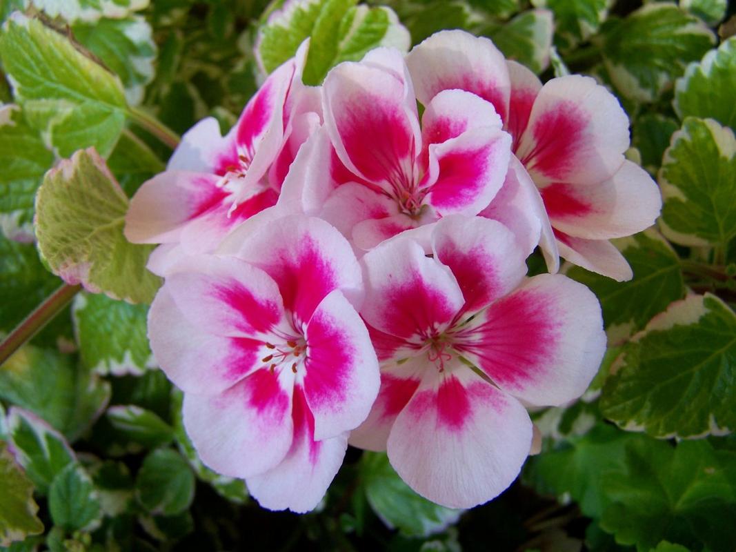 粉红色的天竺葵花 免费图片 - Public Domain Pictures