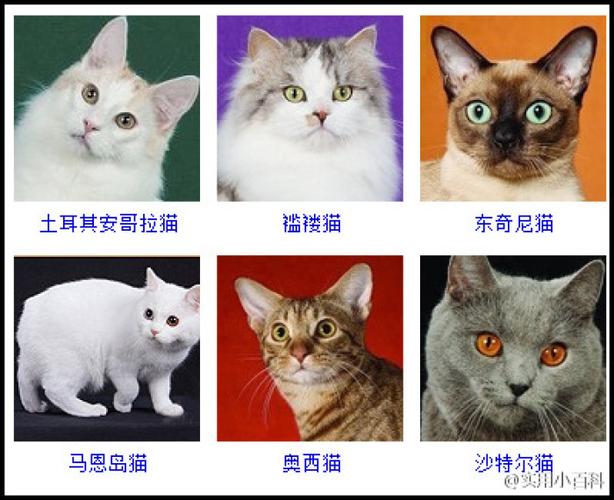 猫咪品种大全及图片