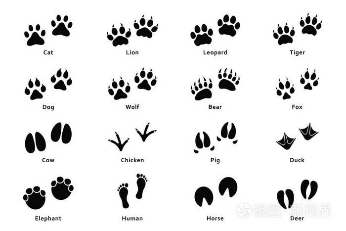 动物脚印图片 各种动物脚印图片及文字