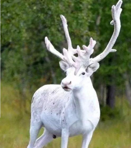 白鹿图片动物