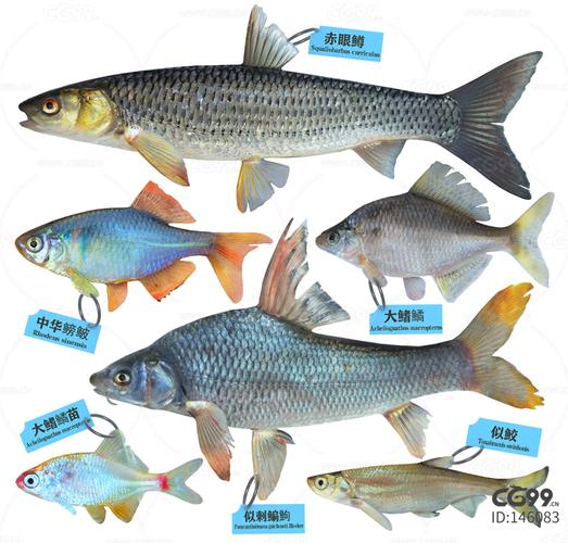 淡水鱼种类大全图片