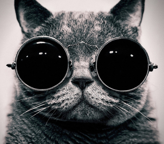 猫戴墨镜的头像图片可爱 猫戴墨镜的头像图片大全