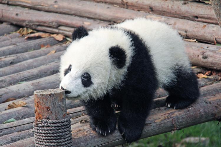 熊猫的图片可爱图片
