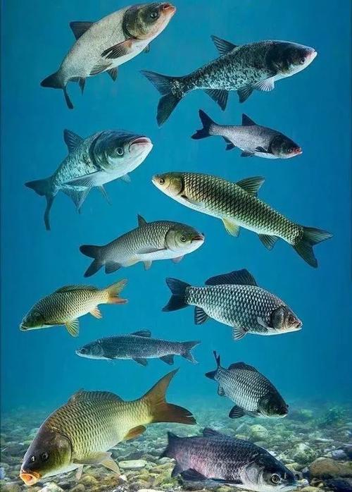 淡水鱼种类大全图片