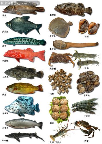 鱼类大全名称图片