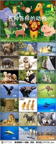 各种各样的动物图片
