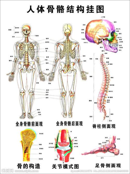 人的身体结构图