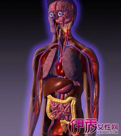 人体内脏分部图