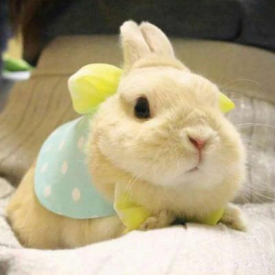 兔子头像微信可爱