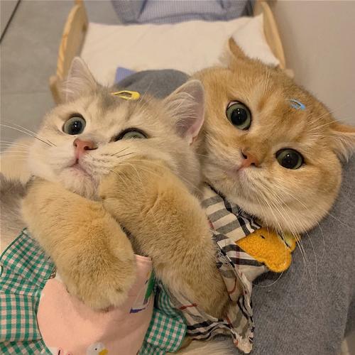 情侣猫猫头头像 猫的头像情侣头像