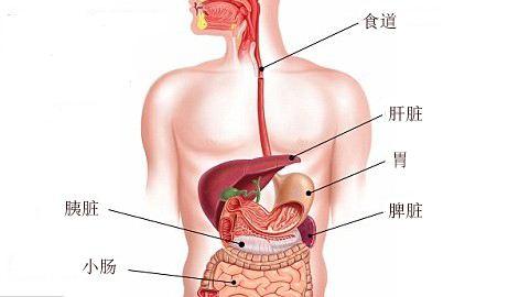 胃在哪个位置图