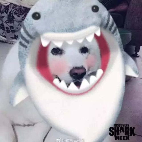 鲨鱼和狗的头像