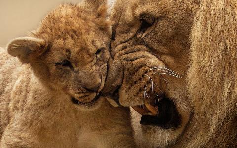 狮子情侣图片