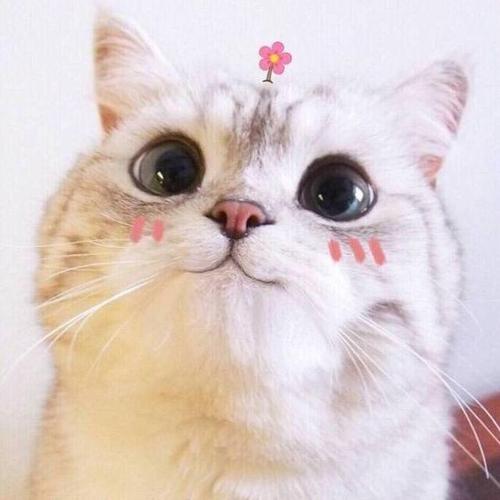 可爱的猫猫头像