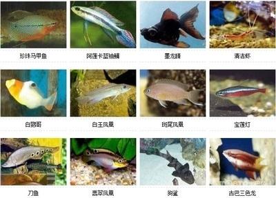 鱼种类大全图片