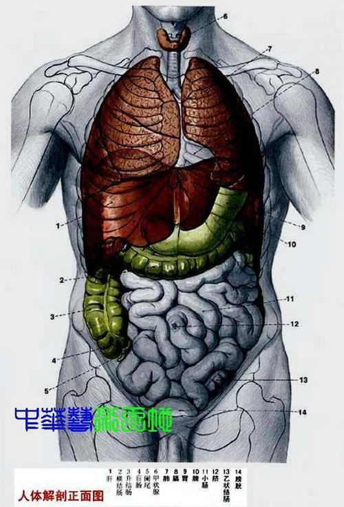 身体内脏结构图