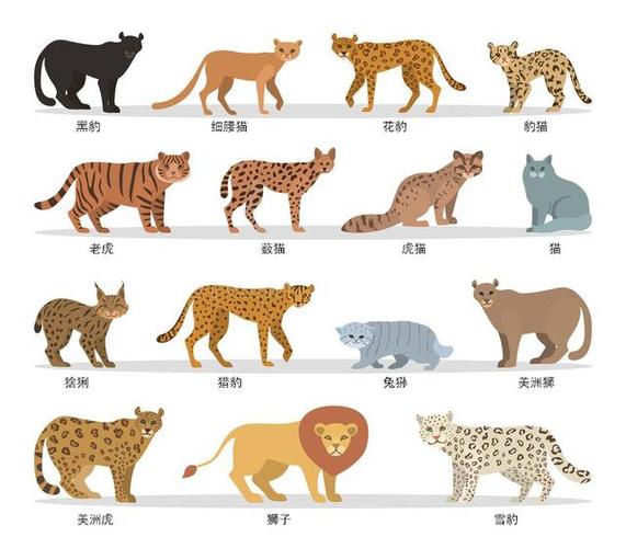 40种猫科动物图片 猫科动物的种类及图片