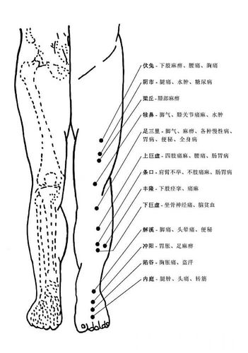 人体腿部经络位置图