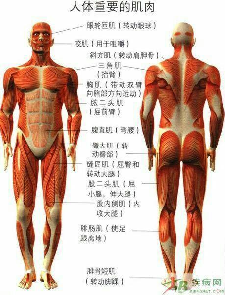 人体肌肉结构示意图