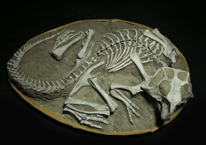 动物化石图片大全
