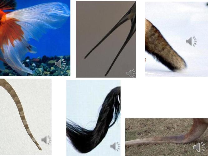 各种动物尾巴图片