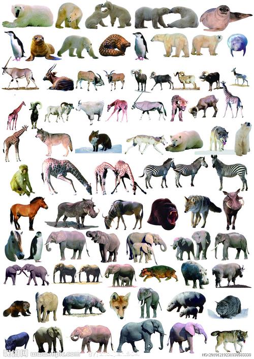 动物图片大全集100种