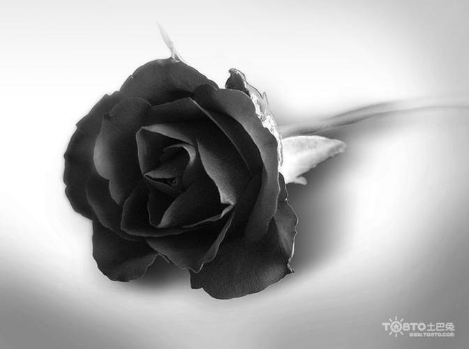 黑玫瑰图片