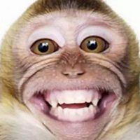 搞笑猴子头像