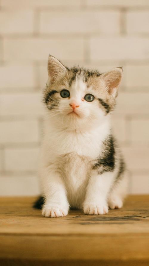 【宠物壁纸推荐】2024手机壁纸龙年可爱猫咪图片