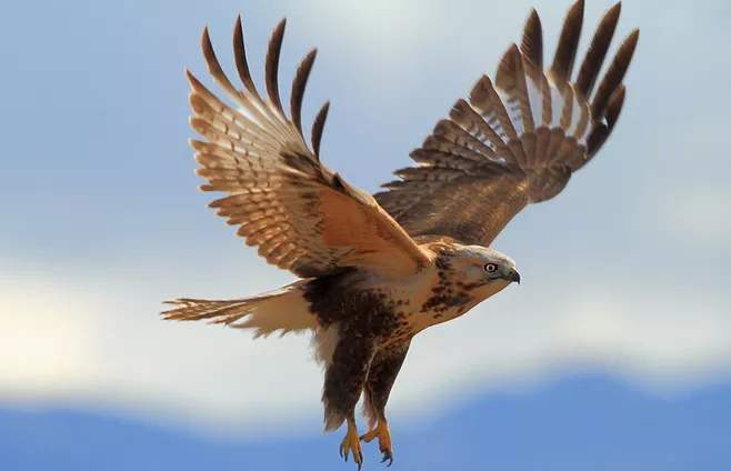 会飞的动物图片 会飞的动物图片大全集100种