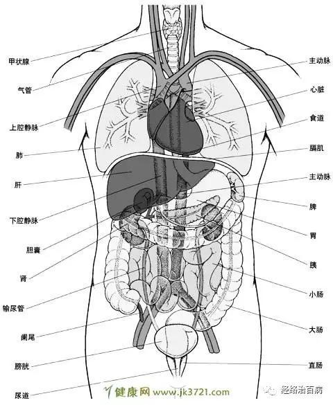 人体内部脏器分布结构图