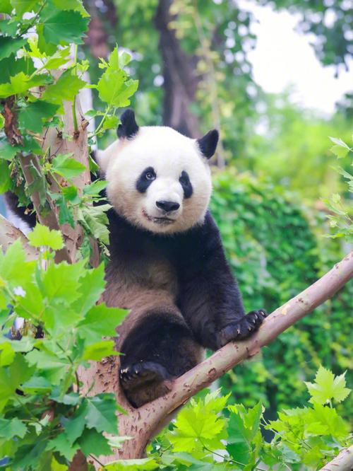 大熊猫的图片真实