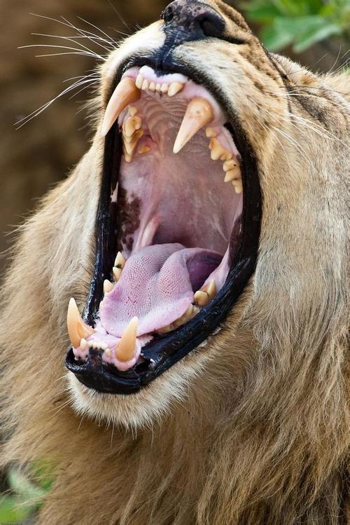 动物牙齿图片