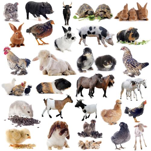 100种常见动物的图片 20种动物图片