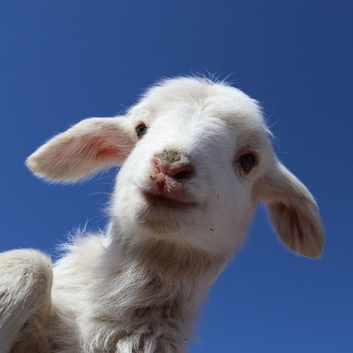 可爱小羊头像 超级可爱的小羊头像