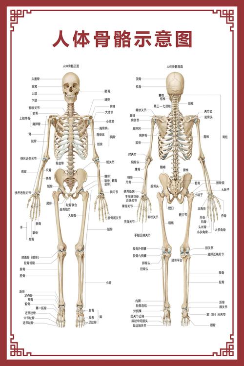 解剖学人体结构图