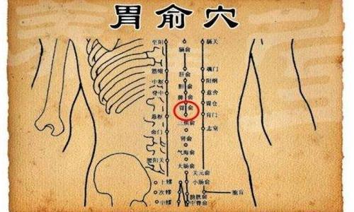 胃俞的准确位置图