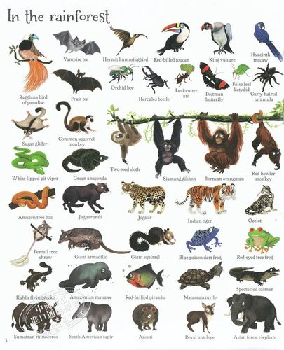 1000种动物图片