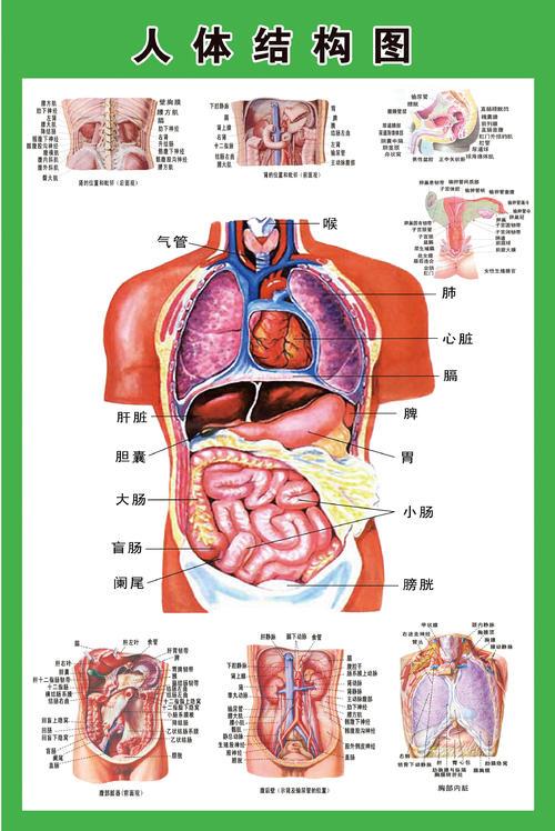 人体内脏分布图位置彩图