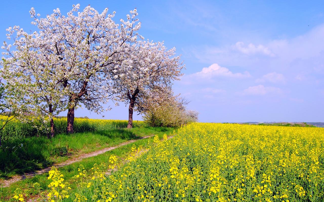 春天的大自然风景电脑壁纸图片_小清新春日美景壁纸_三千图片网
