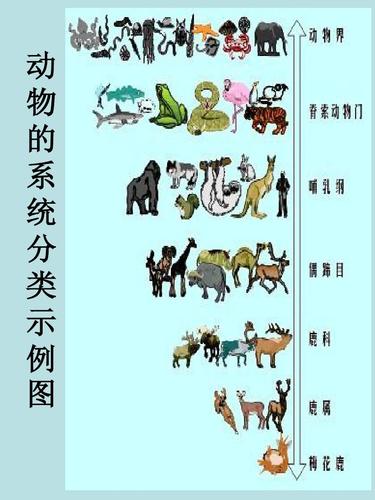 动物最完整的分类图