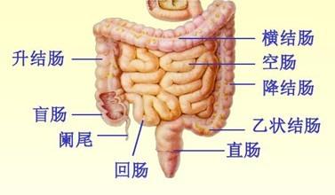 人体肠道结构图