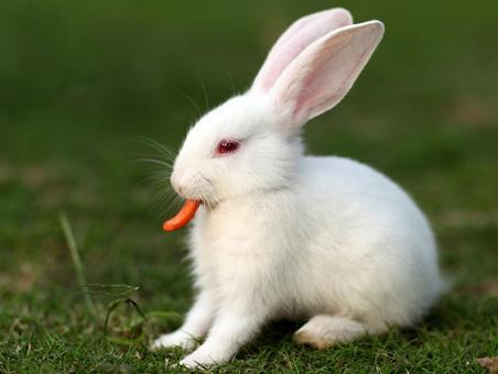 动物兔子图片