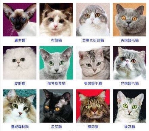 猫品种大全及图片