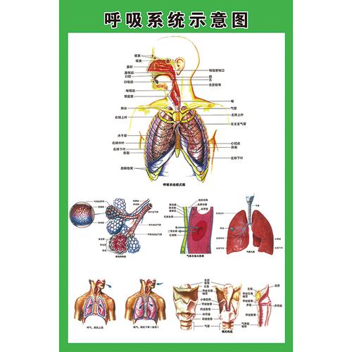 人体肺部结构图