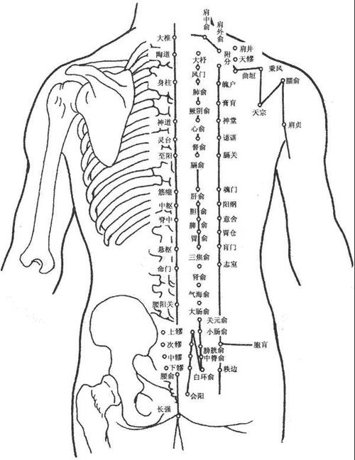 人体后背结构图
