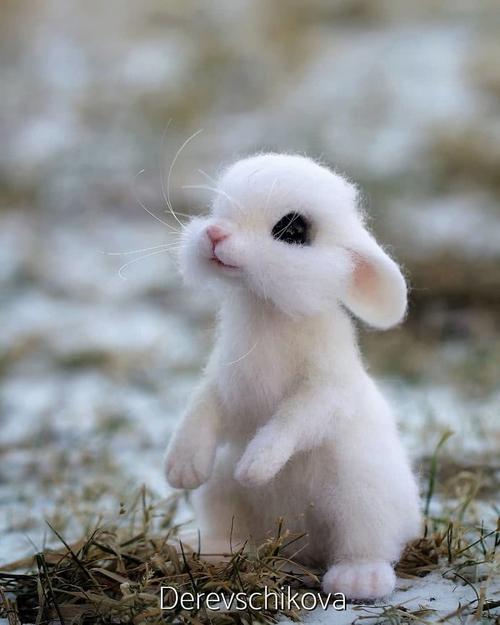 动物兔子图片